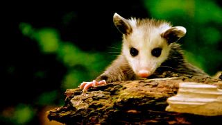주머니쥐 이야기 An Opossum\'s Tale Photo