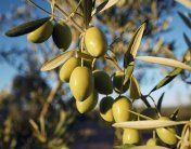 純淬：橄欖油的原鄉 Jaén, Virgen & Extra 写真