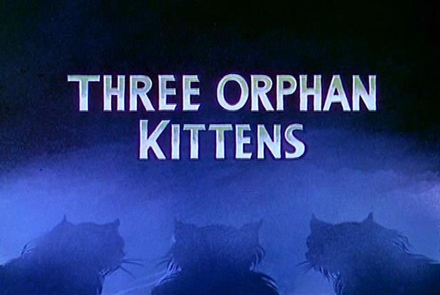 三隻小孤兒貓 Three Orphan Kittens 写真