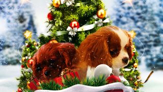 천사의 선물 Project: Puppies for Christmas รูปภาพ