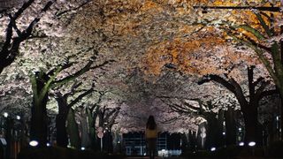 만개한 벚꽃나무 아래에서 Cold Bloom 桜並木の満開の下に รูปภาพ