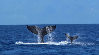 座頭鯨 Humpback Whales Foto