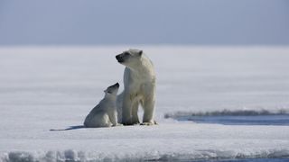 나누와 실라의 대모험 Arctic Tale รูปภาพ