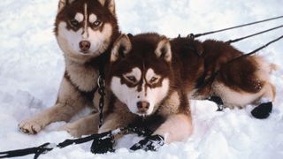 스노우 독스 Snow Dogs รูปภาพ