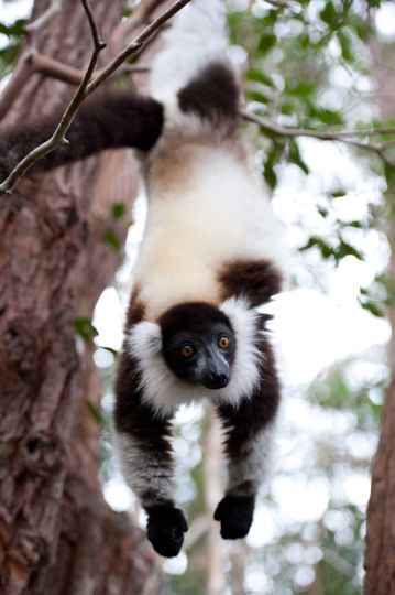 ảnh 馬達加斯加：狐猴之島 Island of Lemurs: Madagascar