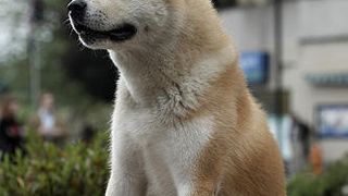 HACHI 約束の犬 Photo