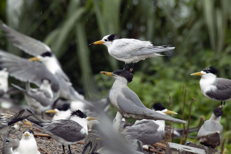 ảnh 尋找神話之鳥 Enigma:The Chinese Crested Tern