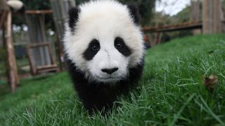 팬더 다이어리 Panda Diary, パンダフルライフ Photo