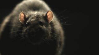 쥐 Rats Photo