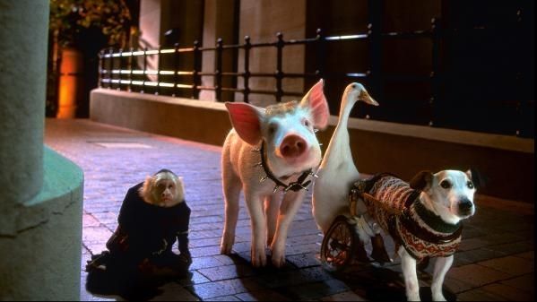꼬마 돼지 베이브 2 Babe: Pig in the City劇照