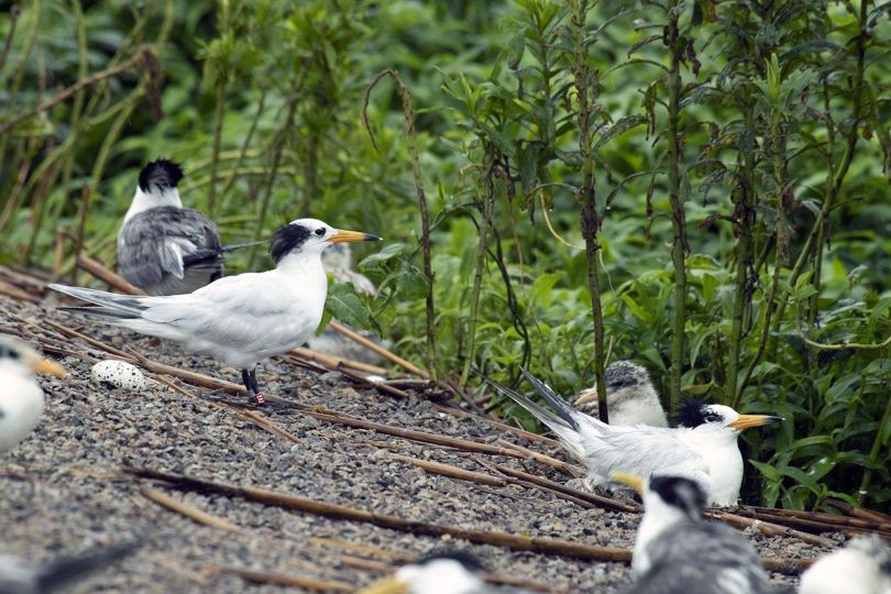 尋找神話之鳥 Enigma:The Chinese Crested Tern 사진