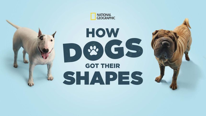 개의 진화: 지금의 모습을 갖기까지 How Dogs Got Their Shapes 写真