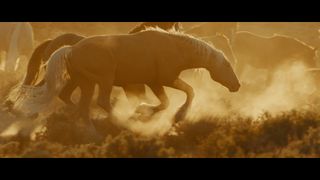 와일드 뷰티: 머스탱 스피릿 오브 더 웨스트 Wild Beauty: Mustang Spirit of the West Photo