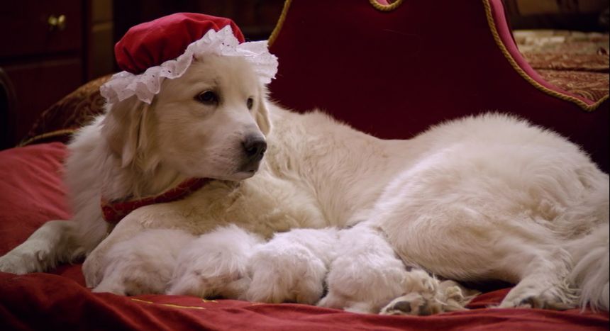 聖誕狗狗2：聖誕小寶貝 Santa Paws 2: The Santa Pups Photo