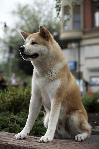 HACHI 約束の犬 Foto