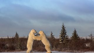폴라 베어 썸머 Polar Bear Summer Foto