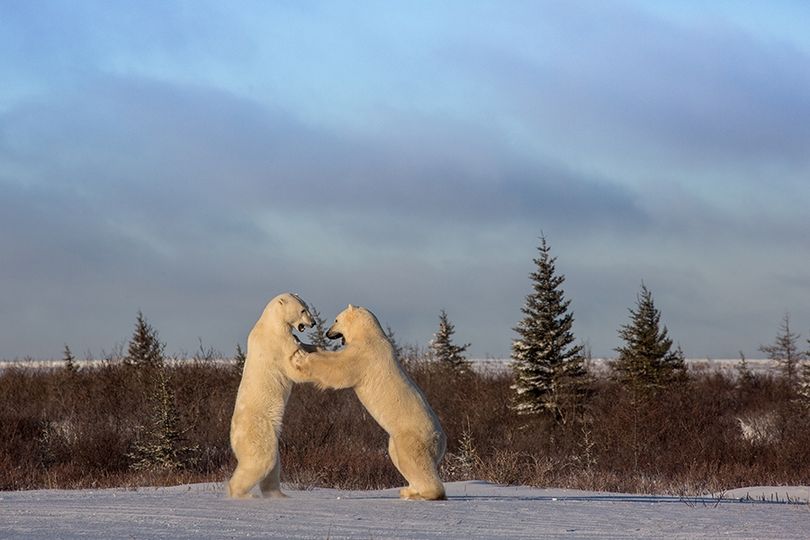 폴라 베어 썸머 Polar Bear Summer Foto