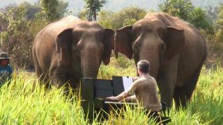 코끼리를 위한 연주 Music for Elephants 사진