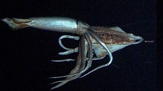 몬스터 스퀴드: 더 자이언트 이즈 리얼 Monster Squid: The Giant Is Real劇照