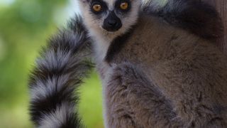 馬達加斯加：狐猴之島 Island of Lemurs: Madagascar Foto
