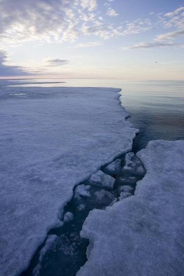 北極故事 Arctic Tale รูปภาพ