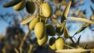 ảnh 純淬：橄欖油的原鄉 Jaén, Virgen & Extra