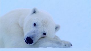북극의 눈물 Tears in the Arctic รูปภาพ