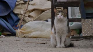 고양이 집사  Photo