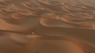 狂野阿拉伯 Wild Arabia Photo