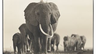 위대한 코끼리, 에코 Natural World: Echo - An Unforgettable Elephant劇照