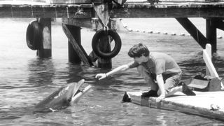 海豚的故事 Flipper Foto