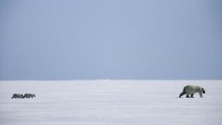 北極故事 Arctic Tale 写真