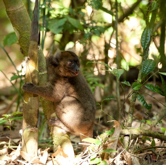 馬達加斯加：狐猴之島 Island of Lemurs: Madagascar劇照
