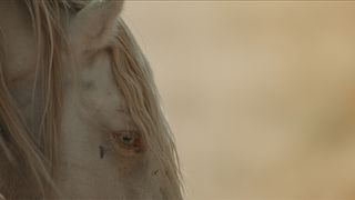 와일드 뷰티: 머스탱 스피릿 오브 더 웨스트 Wild Beauty: Mustang Spirit of the West劇照