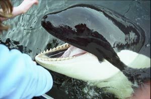 범고래 루나 구하기 Saving Luna Foto