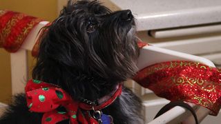 천사의 선물 Project: Puppies for Christmas劇照