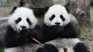팬더 다이어리 Panda Diary, パンダフルライフ Photo