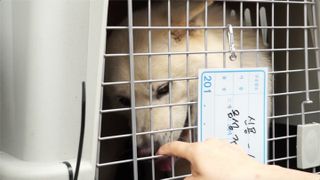 구포개시장 폐쇄의 기록, 복날은 간다 Record of the closure gupo dog meat market, Dogs day go. 사진