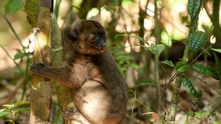 馬達加斯加：狐猴之島 Island of Lemurs: Madagascar Photo