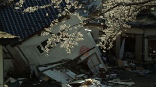쓰나미, 벚꽃 그리고 희망 The Tsunami and the Cherry Blossom 津波そして桜 사진