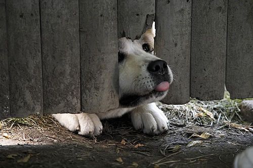 HACHI 約束の犬 写真