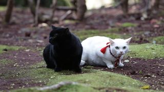 고양이 사무라이 2 Samurai Cat 2 Photo