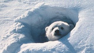 北極のナヌー 사진
