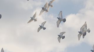 밀리언 달러 피전스 Million Dollar Pigeons Foto