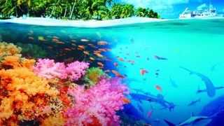 珊瑚礁 Coral Reef Adventure Foto