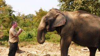 코끼리를 위한 연주 Music for Elephants 사진