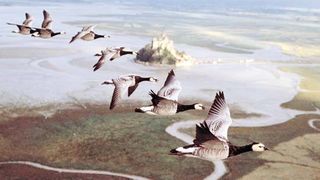 위대한 비상 The Travelling Birds, Le Peuple Migrateur รูปภาพ