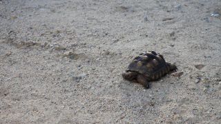 거북이의 사정 Tortoise Photo