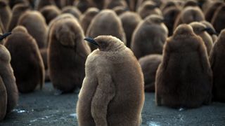 더 펭귄 킹 The Penguin King 사진