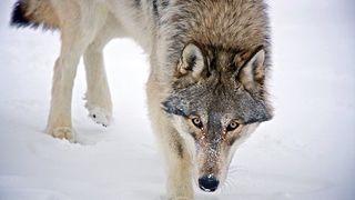 울프 Wolf Loup 사진